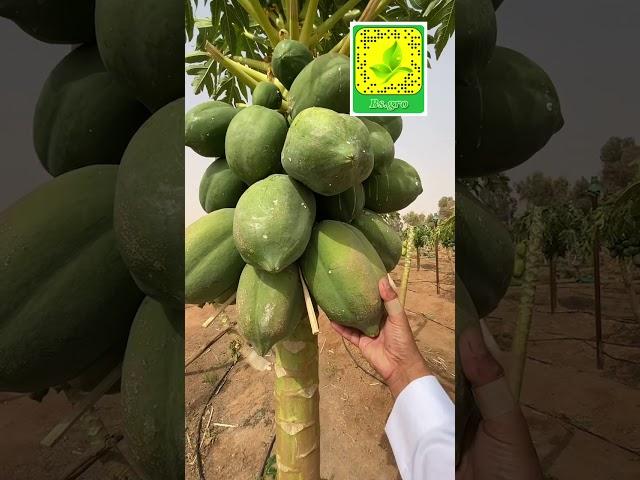 التغطية الكاملة لمزرعة ومشتل العريفي بحفيرة نساح