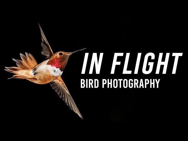 Birds In Flight Photography | With Lee Hoy