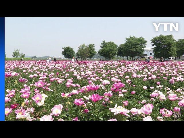 푸른색과 붉은색의 만남...함안 청보리·작약꽃 / YTN