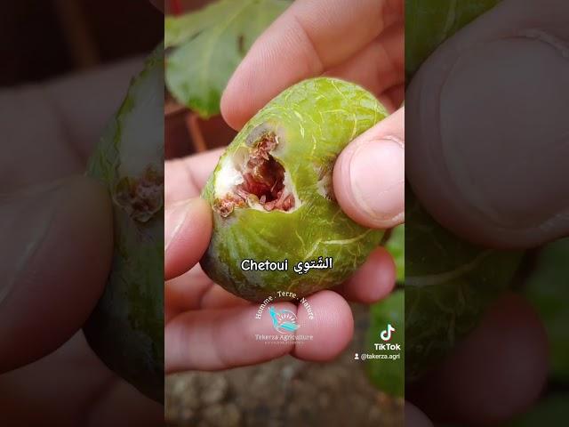 Chetoui الشتوي #figues #التين