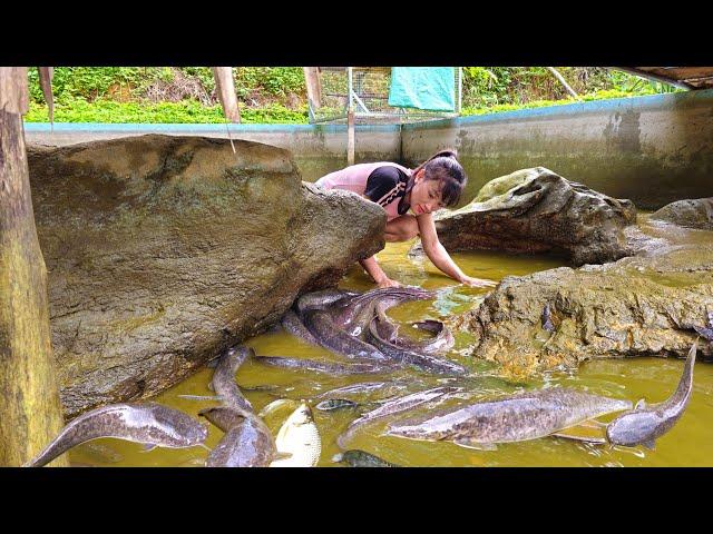 Bringing clean fish from the farm to the market for sale, Gardening and animal care / Ban Thi Diet