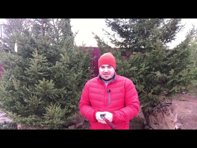 Придорожные садовые центры: Стоит ли покупать крупномеры?