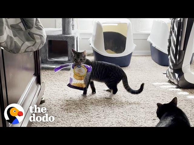 Cat Needs A Family Who Will Understand His Obsession With...Cheese | The Dodo Cat Crazy