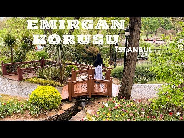 Istanbul Emirgan Korusu | Turkey | walking Tour In Rain | |4K HDR | Parivish World