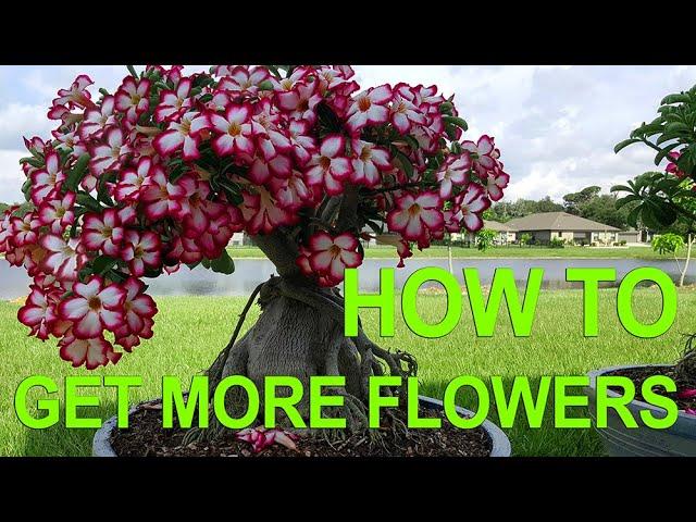 Adenium (Desert Rose) Bonsai - Getting More Flowers All Year Round. How to prune desert rose