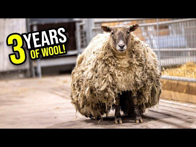 Shearing the Loneliest Sheep in the World!