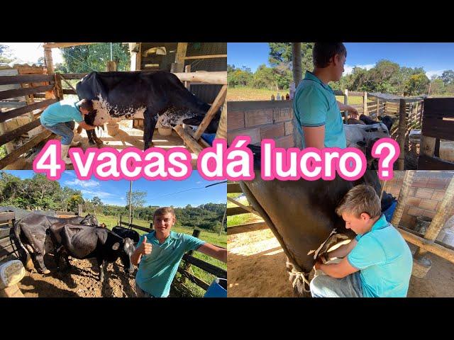 MEU LUCRO MENSAL COM 4 VACAS *vacas leiteiras em um sítio pequeno *