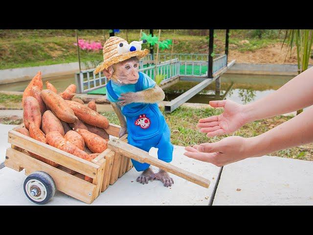 Monkey MiMi Harvests Potatoes for a Fun Roasting Party with Mom