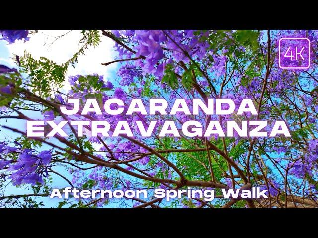 UQ St Lucia Lakes Brisbane Walking Tour | Purple Jacaranda Trees | Spring Afternoon Walk 4K/60fps