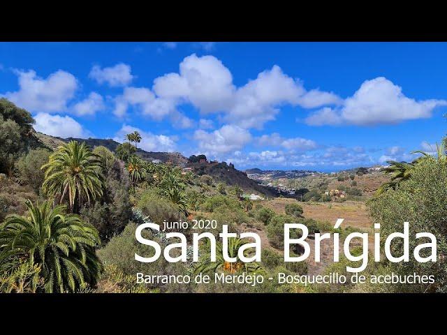 Santa Brígida.  Barranco de Merdejo, Cuevas del Guanche, bosquecillo de acebuches (junio 2020)