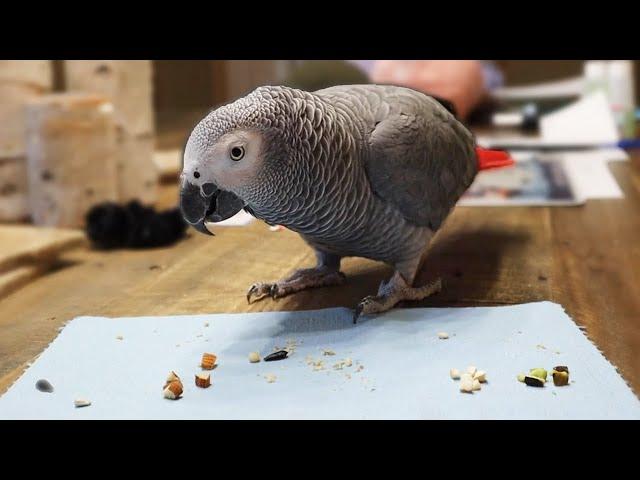 Bean The African Grey Parrot Progress Update!