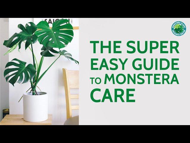 The Super Easy Guide to Monstera Care | Houseplant Resource Center