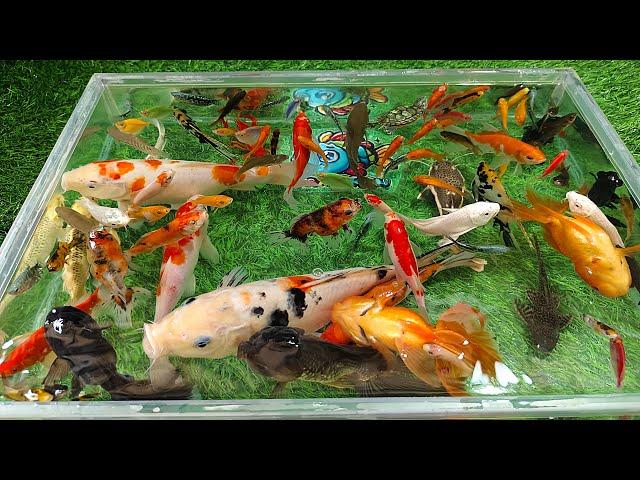 Unboxing Ikan Hias Warna-Warni, Ikan Mas Koki Lucu, Ikan Koi, Ikan Lele, Ikan Slayer, Kura-Kura