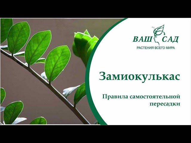 Замиокулькас пересадка и уход  Как самостоятельно пересадить долларовое дерево - Ваш сад