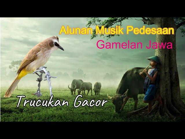 KICAU BURUNG TRUCUKAN DIIRINGI ALUNAN GAMELAN JAWA I JADI KAN RASA DAMAI DI HATI