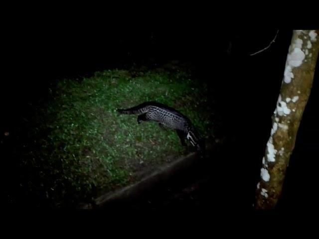 Malay civet cat infront of Mike's veranda