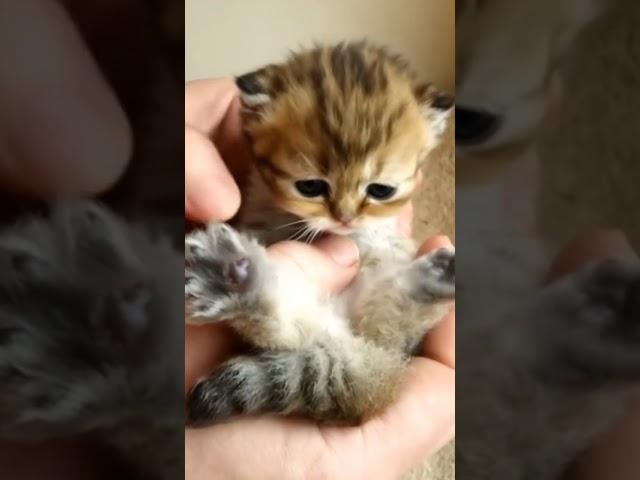 Милый малыш