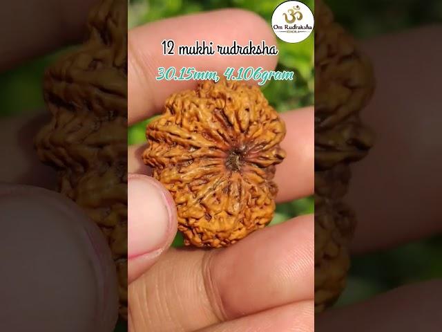 12 mukhi rudraksha - #rudraksha #shiv #adiyogi #viral #viralvideos #shorts #short #shortvideo