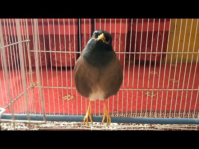 myna sound | indian myna sound | myna singing | bird sound