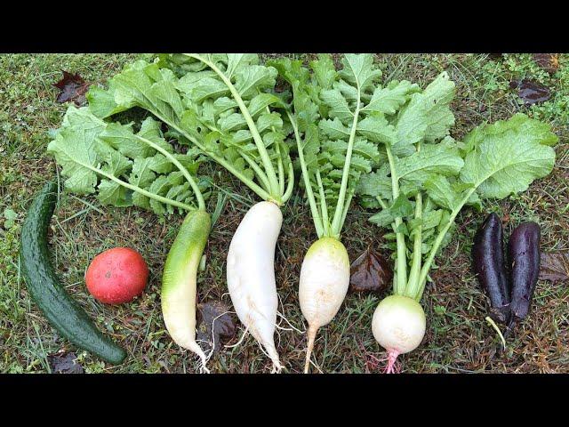 Vegetable Garden in October | 天冷了，萝卜白菜正当时，黄瓜佛手瓜进入最后的狂欢，新一批的莴笋又下地了，西瓜还能长成吗