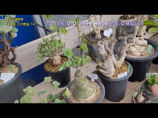 호름반새 덴시플로름  자투로파 그락실리우스 사르코카울론 헤레이 아데니아스틸로사 마라블 등등