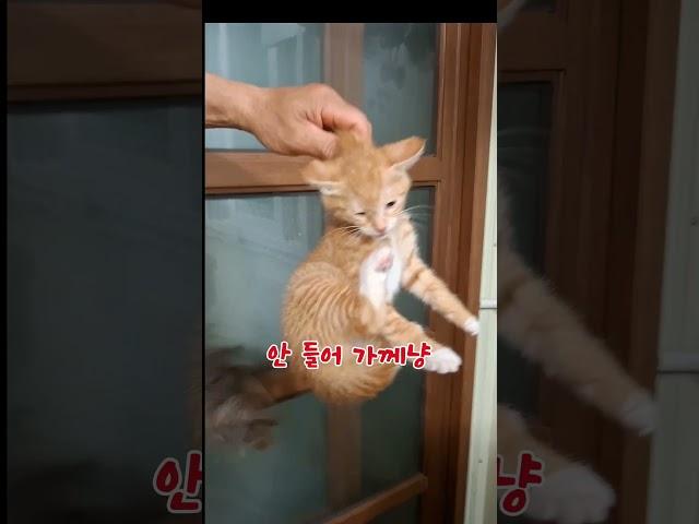 구석탱이를 좋아하는 고양이의 최후 #농부고양이집사 #농부의일상 #시골고양이