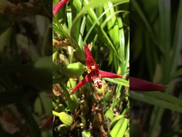 How to Grow Coconut Orchid | Maxillaria tenuifolia | Grown Outside in my garden