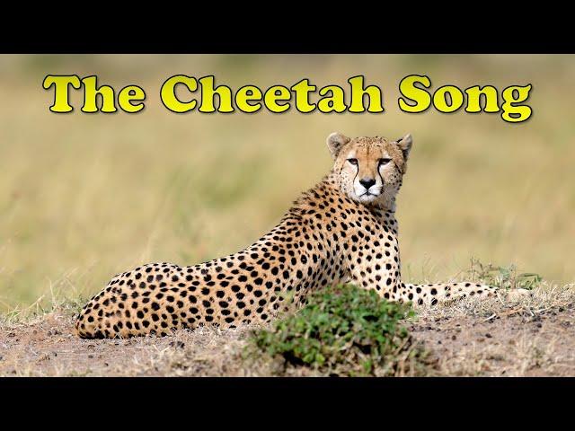 The Cheetah Song | Animal Songs for Kids | Fun Cheetah Facts for Kids | Silly School Songs 