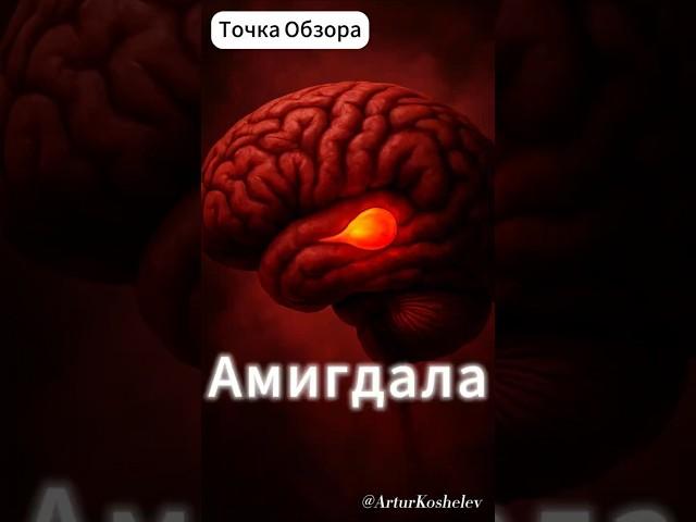 Амигдала #психология #самоисследование #мозг #саморазвитие #личность #самопознание #философия
