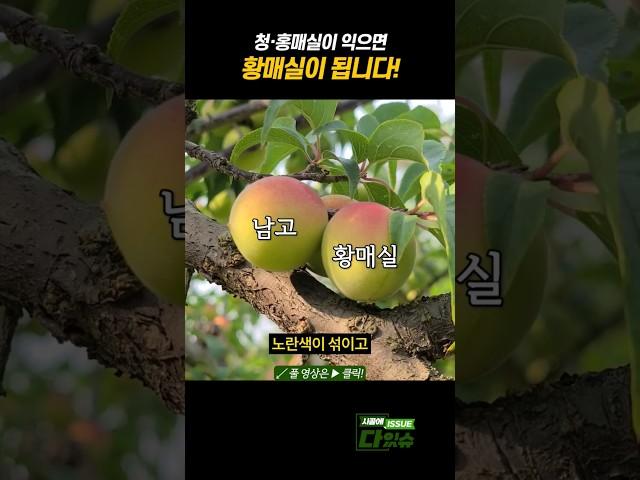 청·홍매실이 익으면 황매실이 됩니다 #shorts