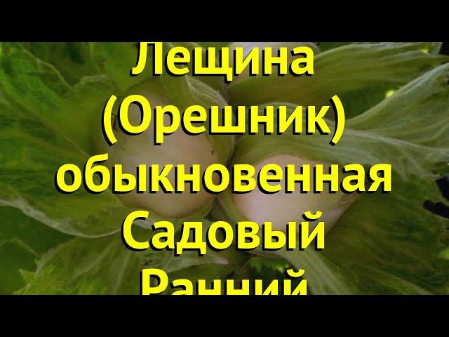 Лещина обыкновенная Садовый Ранний. Краткий обзор, описание corylus avellana Sadovyj Rannij