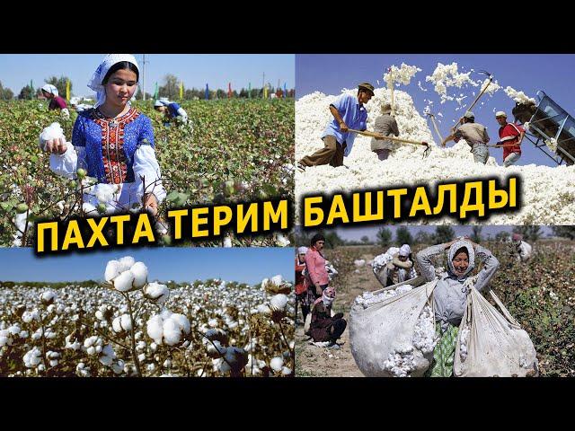 ПАХТАНЫН мээнети оор || ПАЙДАСЫ зор