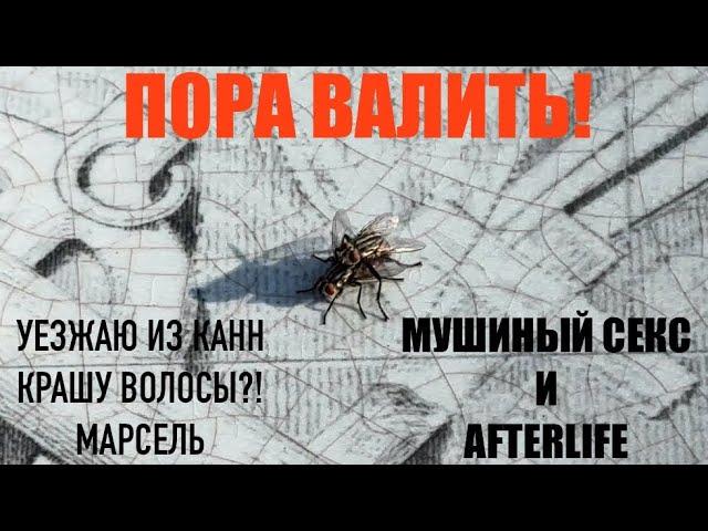 БеженецКанны. Пора валить! Уезжаю из Канн в Марсель! Еду на AfterlifeКрашу волосы?!Мушиный с@кс)