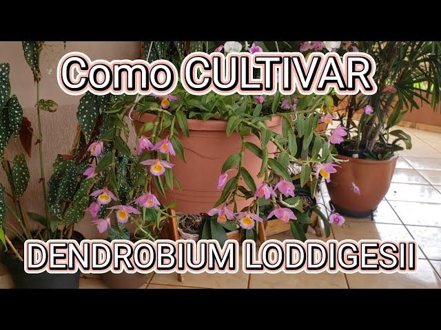 Como Cultivar DENDROBIUM LODDIGESII | Juliane Becker