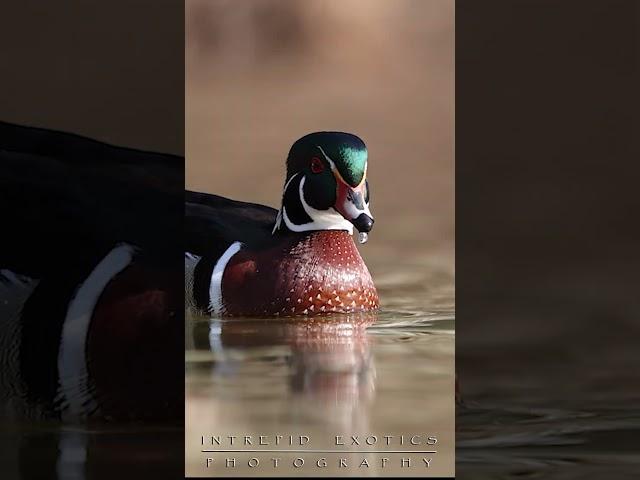 Caught on Camera: Close-up with Apex Predators and more!