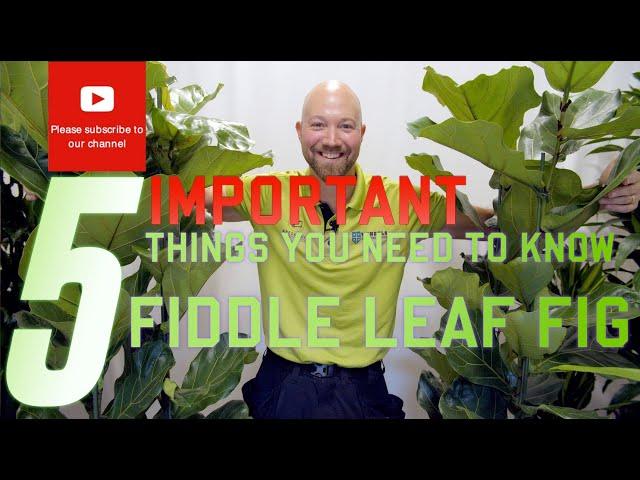 5 important things you need to know regarding Ficus lyrata Fiddle Leaf Fig