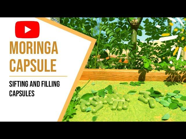 Sifting and Filling Capsules is The Final Preperation of Moringa Powder into Capsule |Bee13Bux