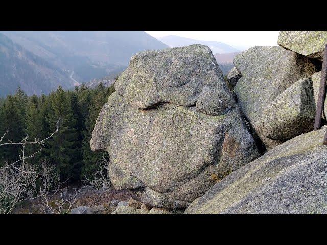 Wandern im Harz: Harzer Bergwald meets Dogtrekking HARZ