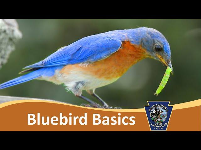 Bluebird Basics & Cavity Nest Boxes