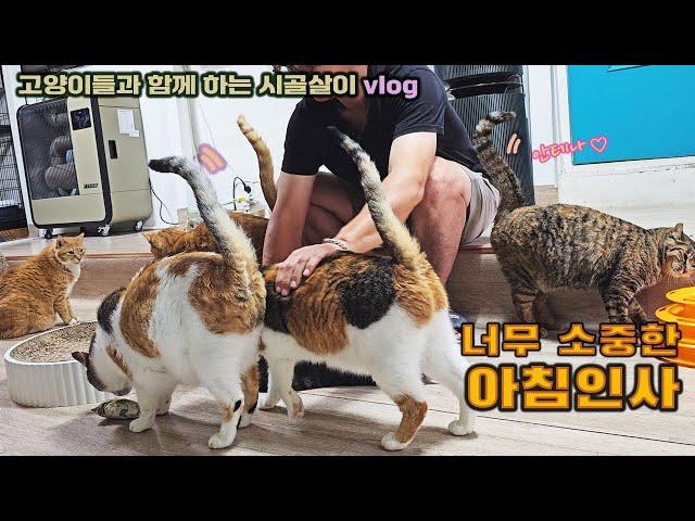 너무 소중한 고양이들과의 아침인사!  / 고양이들과 함께 하는 시골살이 vlog