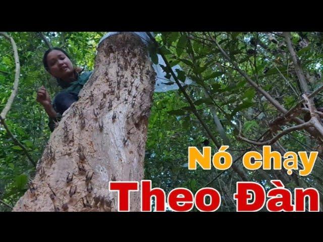Bít hốc cây lấy "Đồ" ăn | Hoang dã vùng cao