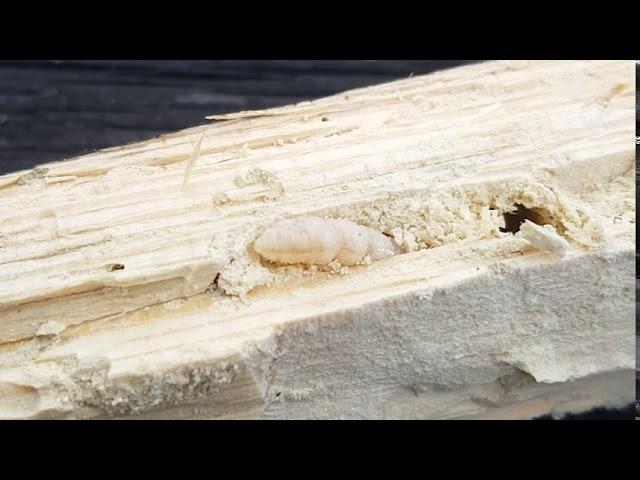 Woodworm (Anobium punctatum or Lyctus brunneus) - sound