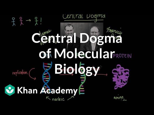 Central dogma of molecular biology | Chemical processes | MCAT | Khan Academy