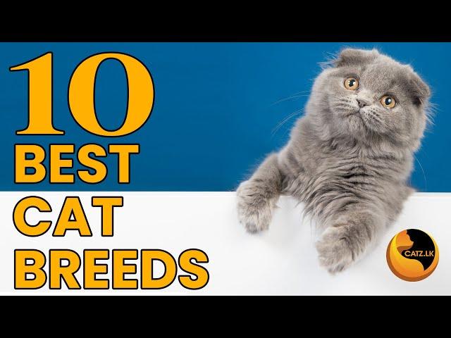 10 best cat breeds for first time owners | Your Guide to Perfect Feline Companions #cat