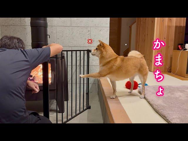 パパに構ってもらえず無視されて怒った柴犬が可愛すぎました