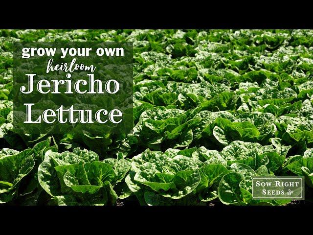 Sow Right Seeds | Jericho Lettuce