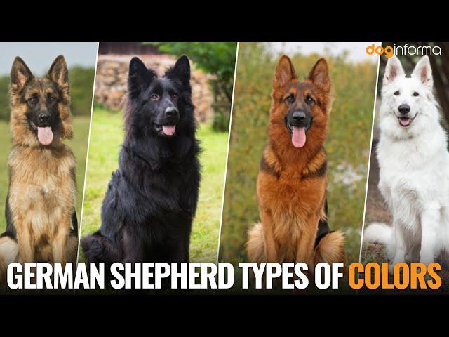 5 Types Of German Shepherd Coat Colors - German Shepherd Colors And Patterns