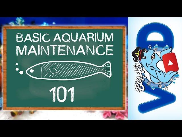 Basic Aquarium Maintenance 101 | BigAlsPets.com