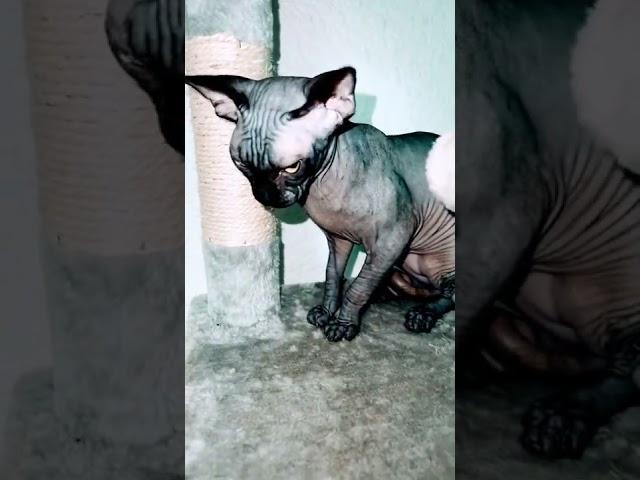 Лысая кошка Сфинкс высоко прыгает