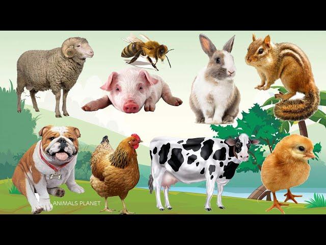 Bustling animal world sounds around us: Bee, Sheep, Chicken, Rabbit, Pig, Goat, Squirrel, Dog, Cow